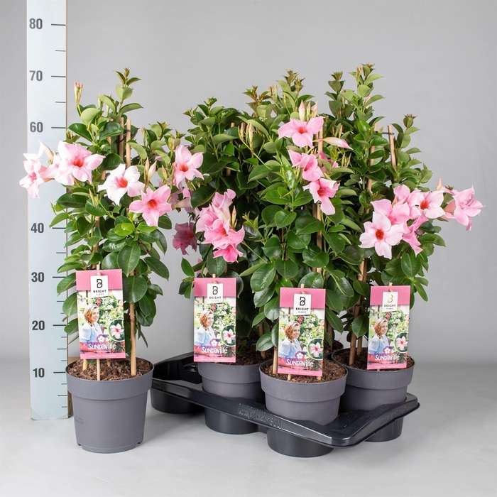 <h4>Mandevilla am. 'Sundav Cream Pink'</h4>