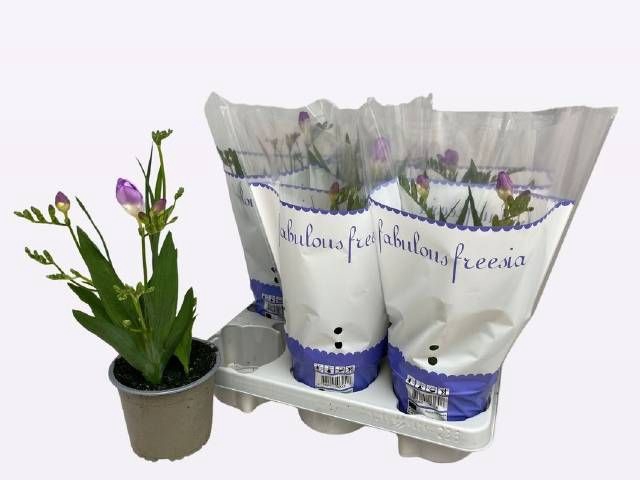<h4>FREESIA OV</h4>