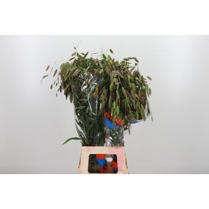 Chasmanthium Latifol