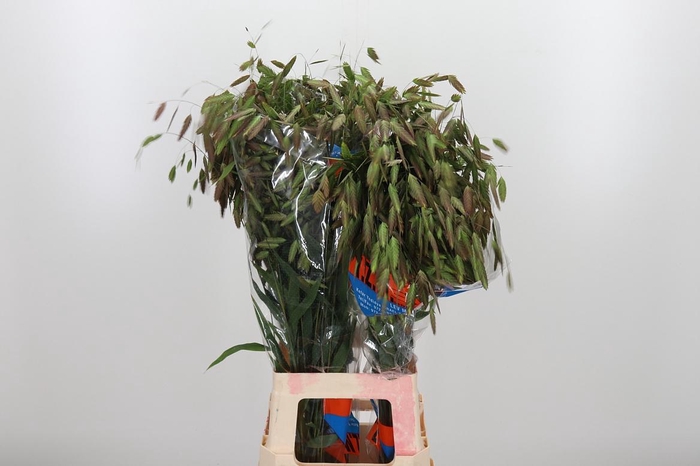 <h4>Chasmanthium Latifol</h4>