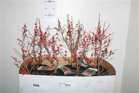 <h4>Ilex Verticillata</h4>