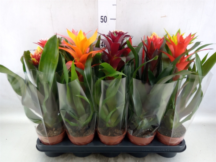 <h4>Bromelia   ...mix</h4>