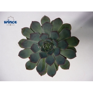 Echeveria Pulidonis Grey Cutflower Wincx-8cm