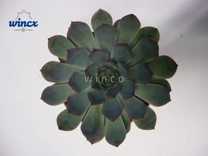 <h4>Echeveria Pulidonis Grey Cutflower Wincx-8cm</h4>