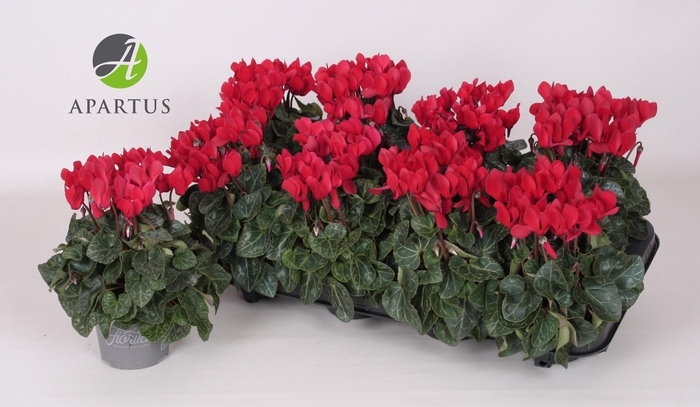 <h4>CYCL KL SUP CARINO</h4>