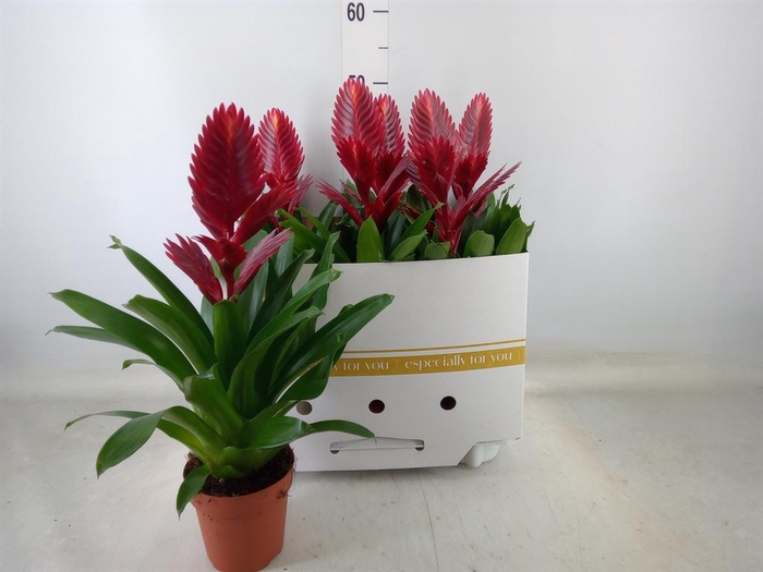 <h4>Vriesea  'Porto'</h4>