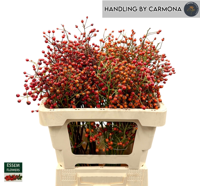 <h4>ROSA PLENTY</h4>