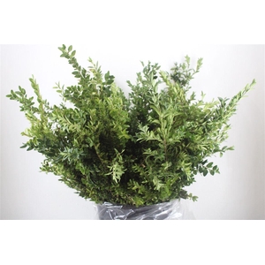 Buxus semp.   .../bos