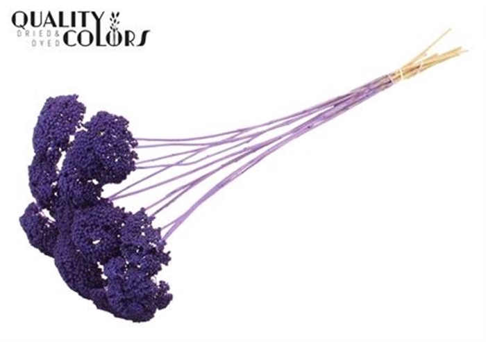 Achillea Per Stem Frosted Purple