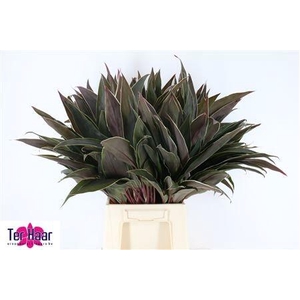 DECOGROEN GROOT BLAD