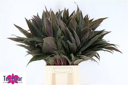 <h4>DECOGROEN GROOT BLAD</h4>