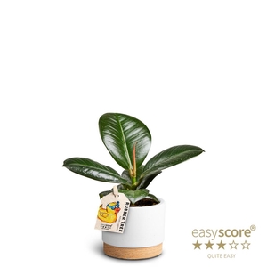 FICUS ELASTICA P7 SOFIA WB WHITE