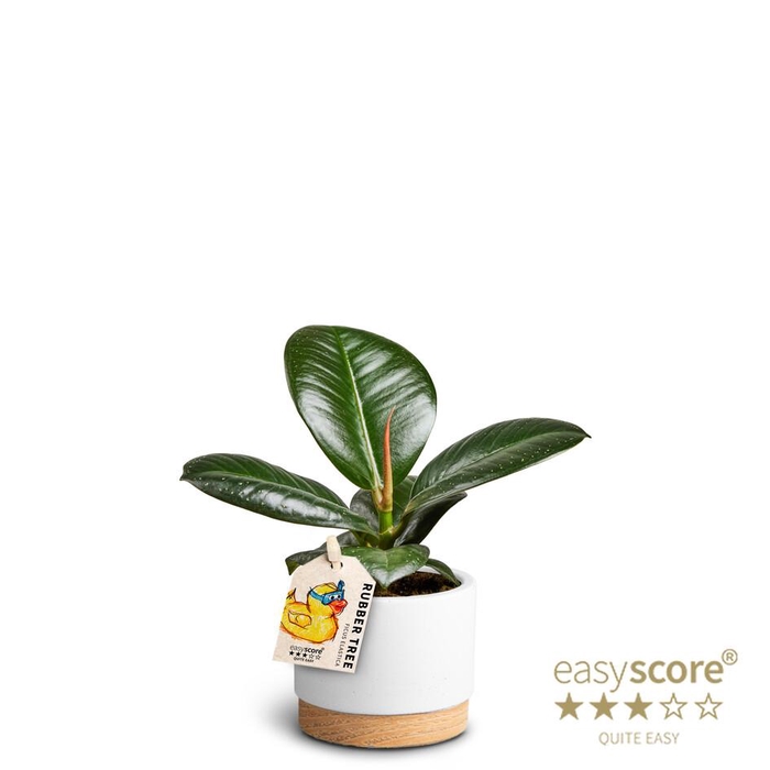 <h4>FICUS ELASTICA</h4>