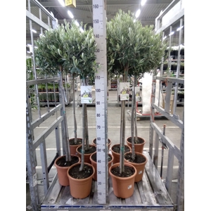 Olea europaea