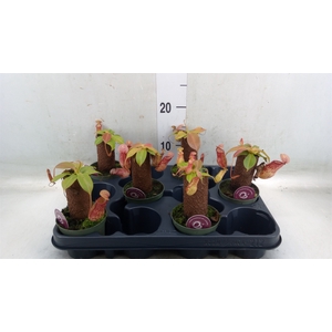 Nepenthes    ...