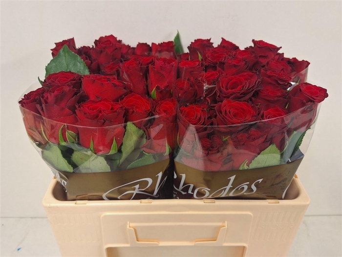 <h4>R GR RHODOS</h4>