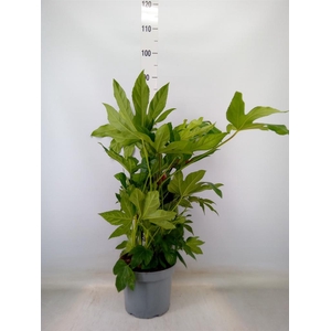 Fatsia japonica   ...