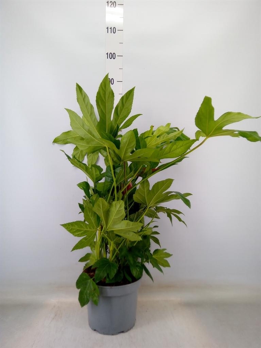 <h4>Fatsia japonica   ...</h4>
