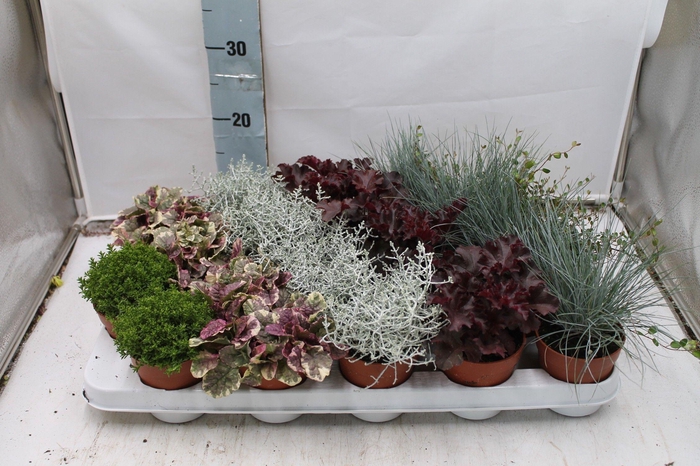 <h4>Herfstplanten mix in tray</h4>