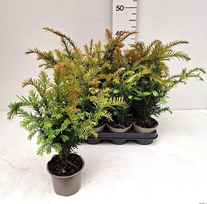 <h4>TAXUS BACCATA</h4>