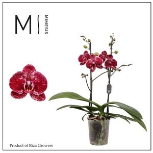 Phalaenopsis Eduction 2 spike - 12cm | Mimesis