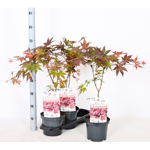 ACER OV