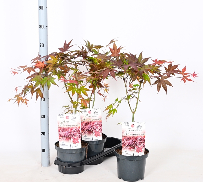 <h4>ACER PA ATROPURPUREU</h4>