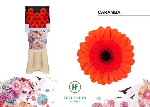 <h4>Germini Caramba Diamond</h4>