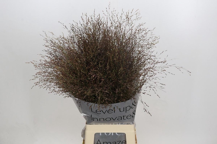 <h4>PANIC VI WARRIOR</h4>