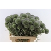 Eryngium Spray 60cm P Stem