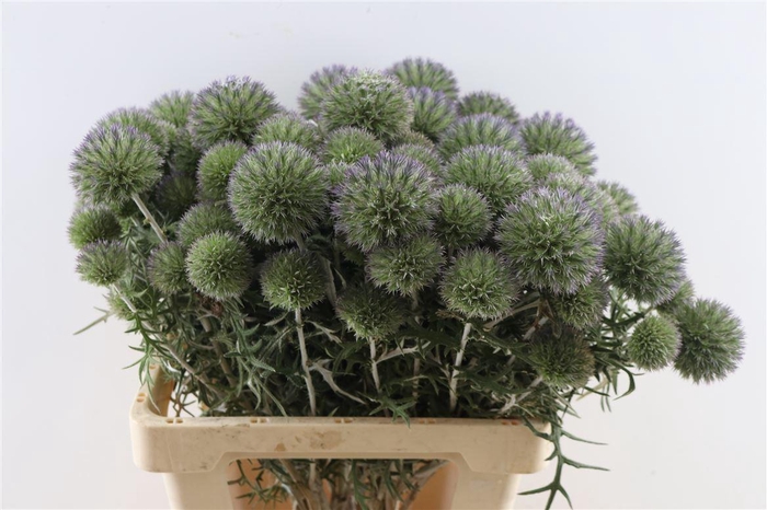 Eryngium Spray 60cm P Stem