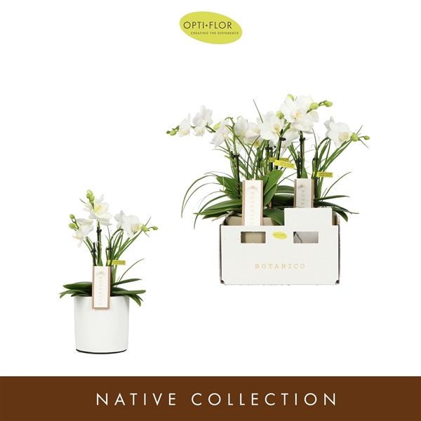 <h4>Botanico Nolina White 3 spike in Toscane White</h4>