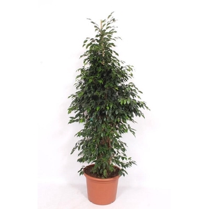 Ficus Danielle