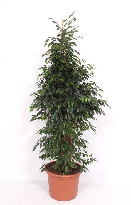 <h4>Ficus Danielle</h4>
