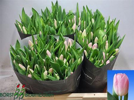 <h4>Tu En Dynasty</h4>