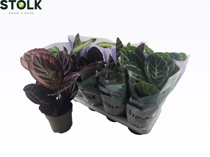 <h4>CALAT GEM 4 SRT</h4>