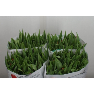 Tu En Pr Cath-amalia