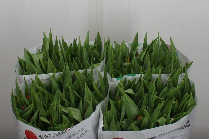 <h4>Tu En Pr Cath-amalia</h4>