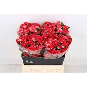 Rosa spray fireworks