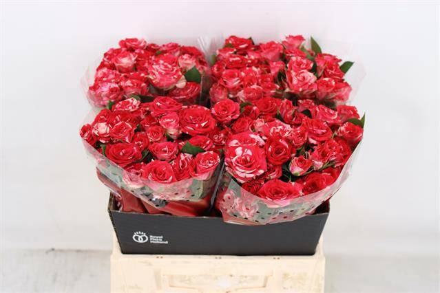 <h4>Rosa spray fireworks</h4>