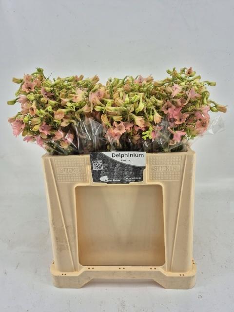 <h4>DELPH EN PINK SENSAT</h4>