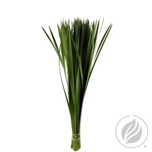 Typha 70cm
