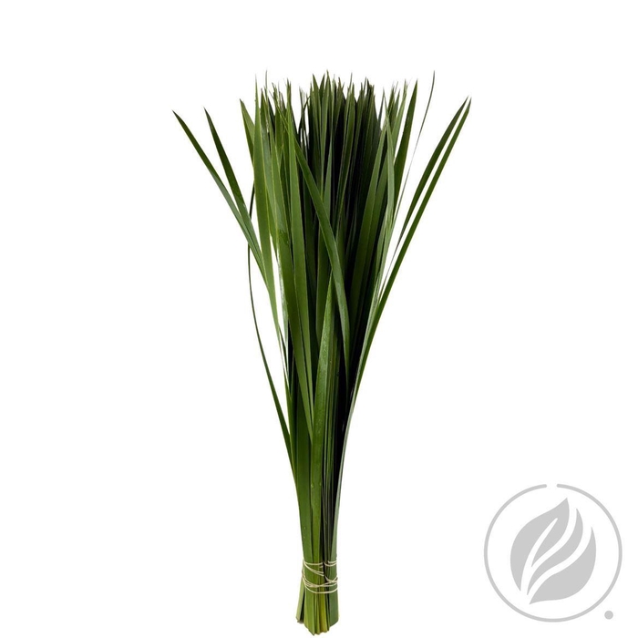 <h4>Typha 70cm</h4>