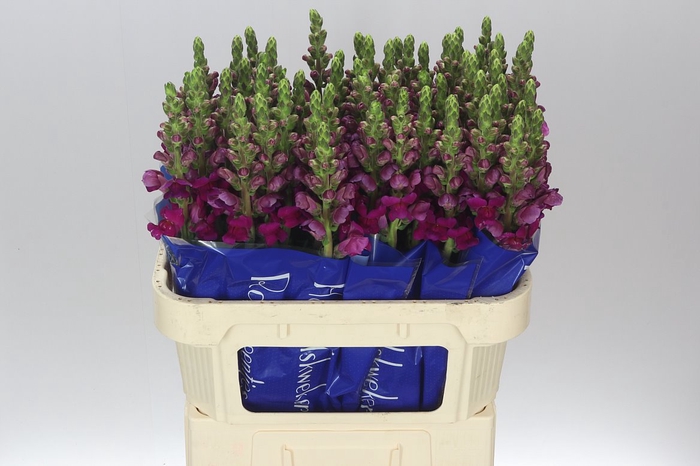 <h4>Antir Purple Ex</h4>