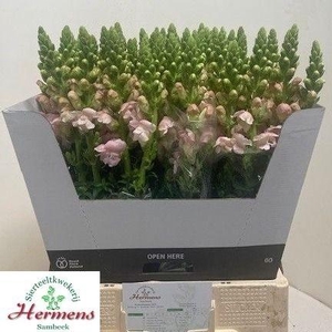 Antirrhinum Costa Silver 70cm