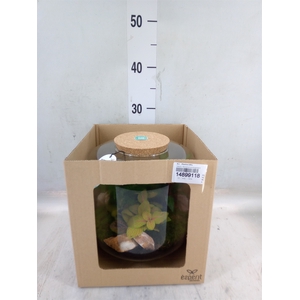 Arr.   Planten H%
