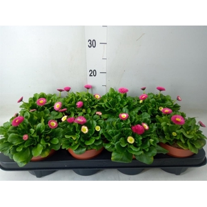 Bellis perennis 'Belladaisy'  ..mix