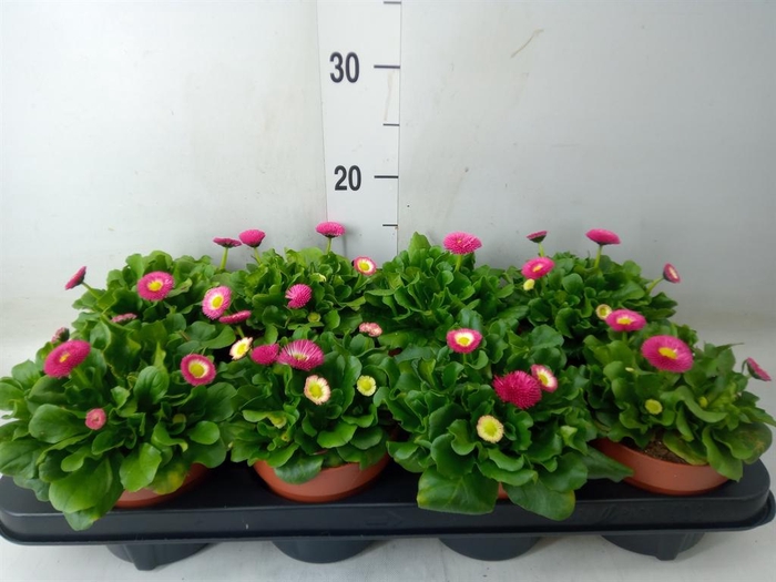 <h4>Bellis perennis 'Belladaisy'  ..mix</h4>