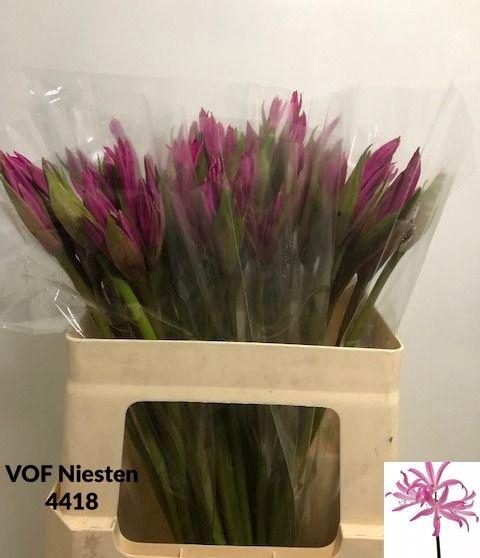 <h4>AMA BD ANASTASIA</h4>