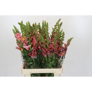 Antirrhinum Potomac Dark Orange